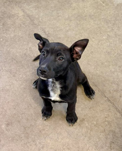 Stetson Boone, an adoptable Australian Cattle Dog in Oakhurst, NJ
