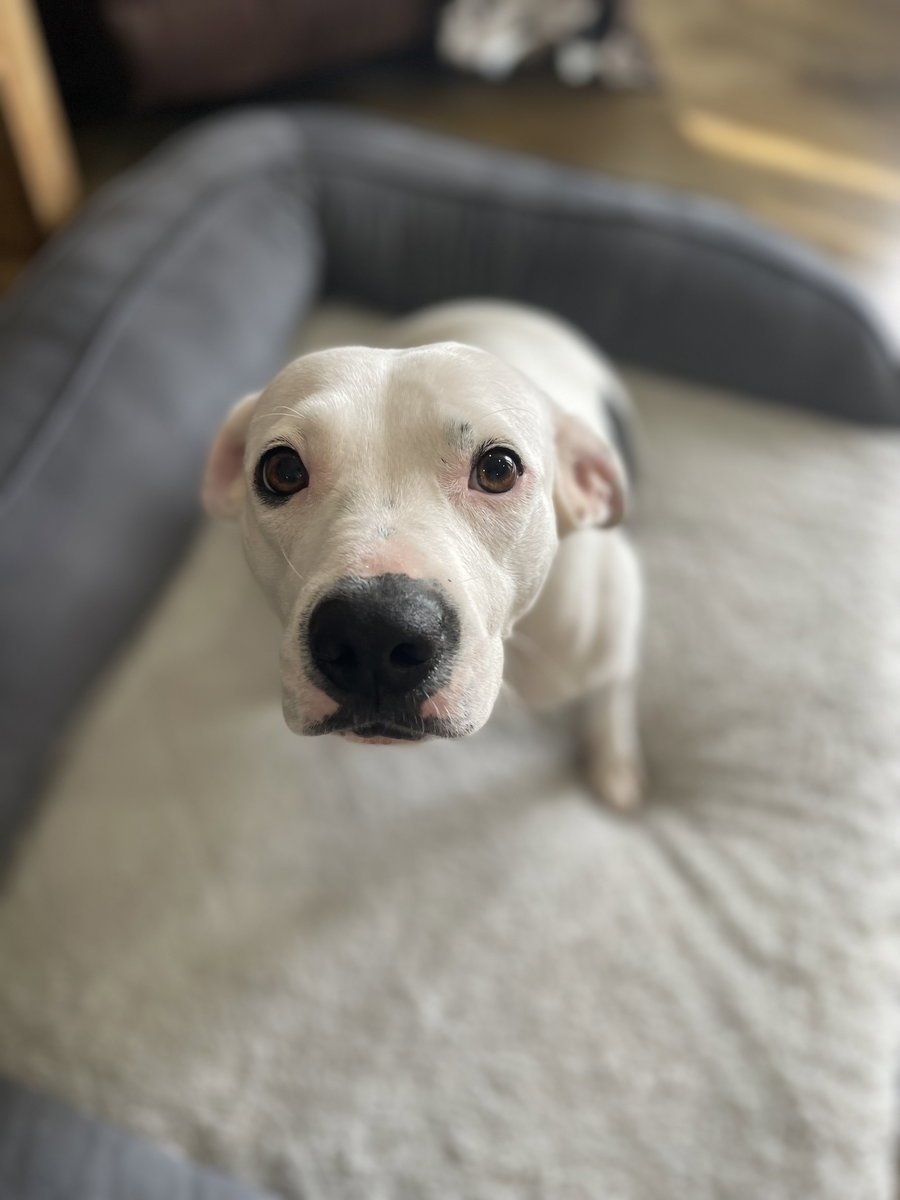 Shelby - ADOPTION PENDING