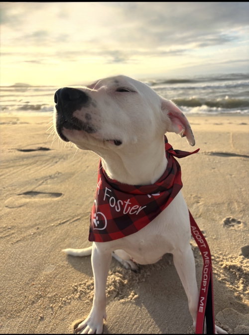 Shelby - NO MORE APPLICATIONS PLEASE
