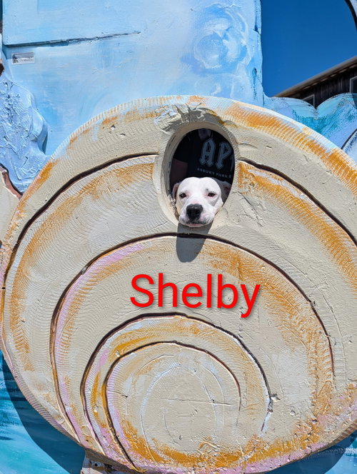 Shelby - NO MORE APPLICATIONS PLEASE photo 5