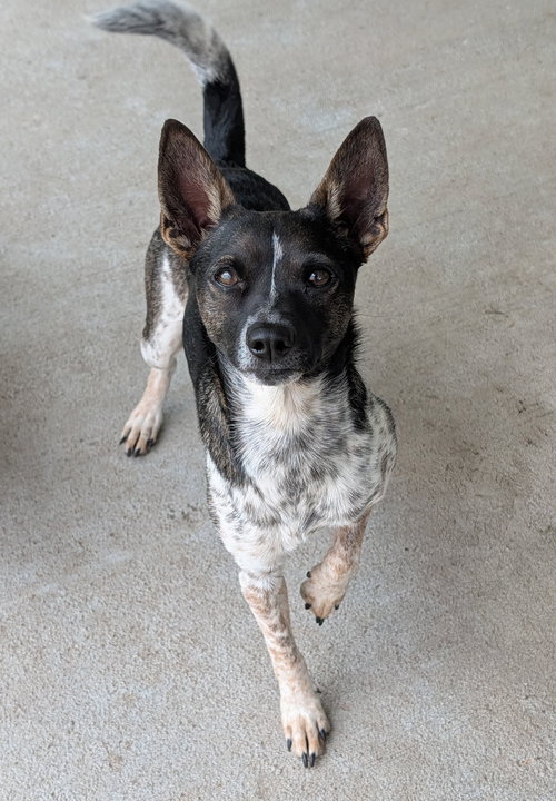 Diego- little love, an adoptable Rat Terrier in Oakhurst, NJ