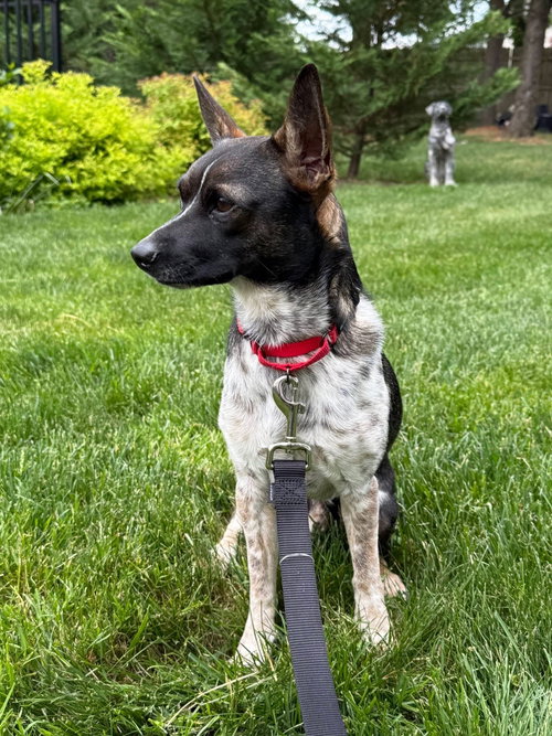 Diego - little love, an adoptable Rat Terrier in Oakhurst, NJ