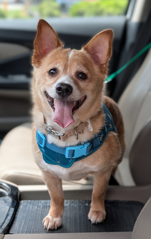 Chubbs- loving senior, an adoptable Cardigan Welsh Corgi in Oakhurst, NJ