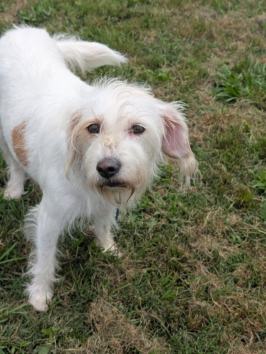Nugget Adoption Pending!