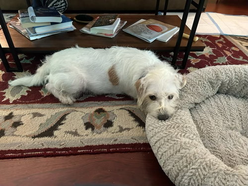 Nugget- scruffy cutness
