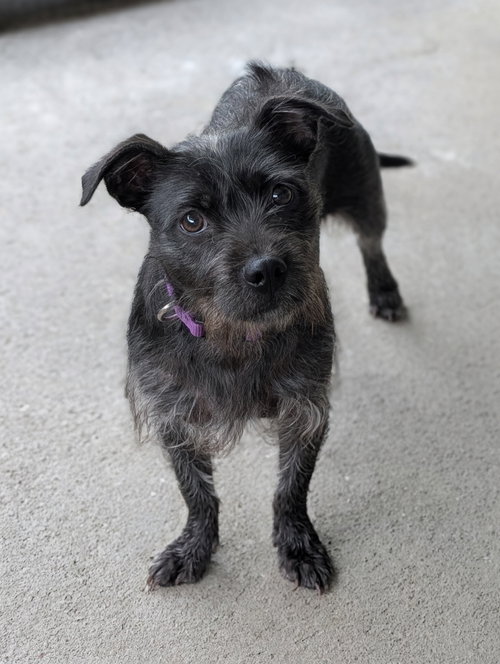 Brooke- cuteness overload, an adoptable Wirehaired Fox Terrier in Oakhurst, NJ