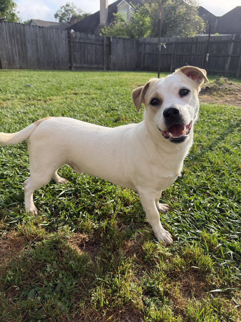 Banjo – tornado of fun