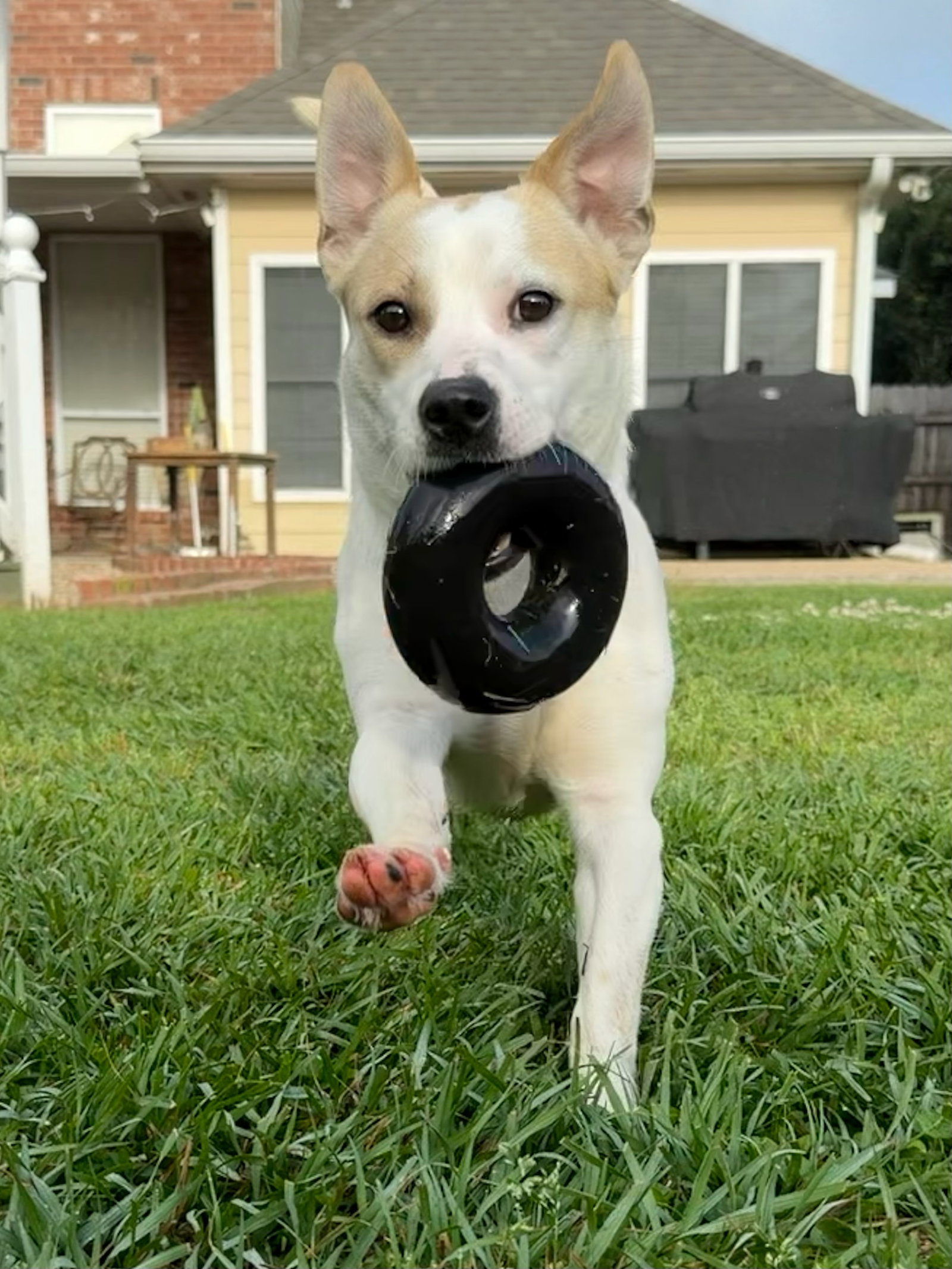 Banjo - tornado of fun, dog