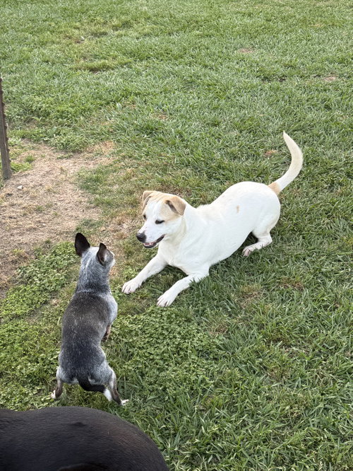 Banjo - tornado of fun photo 4