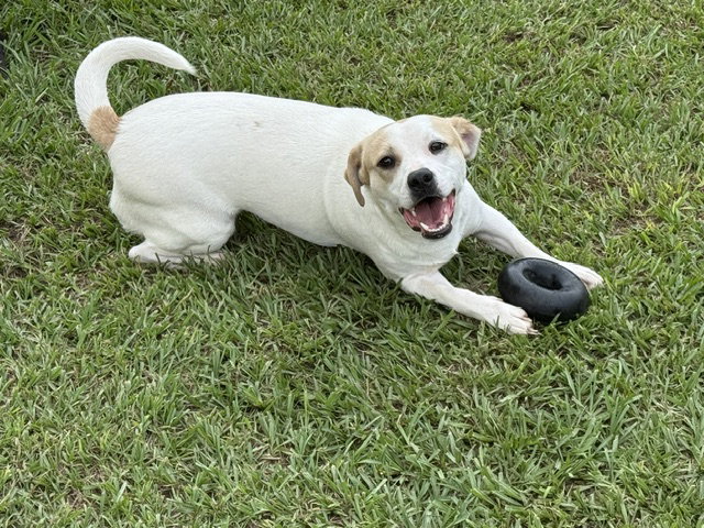 Banjo - tornado of fun, photo 7