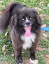 Precious (ChiPom) - Photo 1