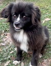 Precious (ChiPom) - Photo 3