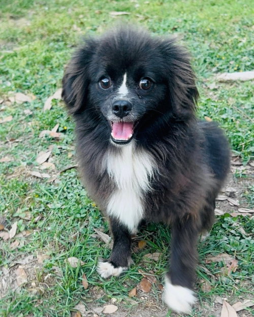Precious (ChiPom) photo 4