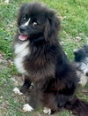 Precious (ChiPom) - Photo 5