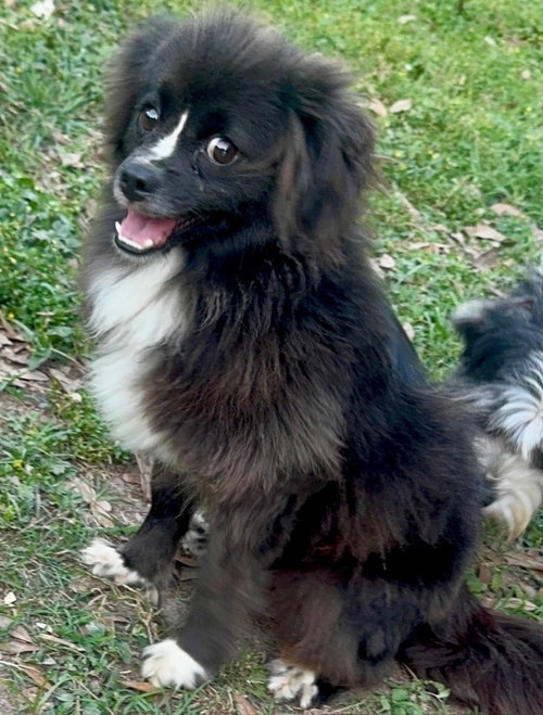 Precious (ChiPom) photo 5