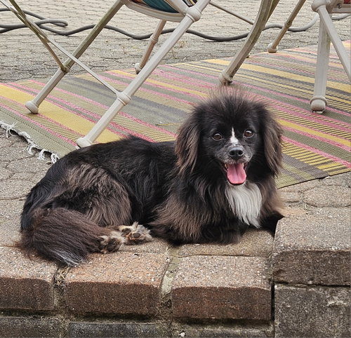 PRECIOUS (CHIPOM) - Chihuahua / Pomeranian available for adoption