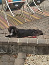 Precious (ChiPom) - Photo 7