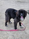 Precious (ChiPom) - Photo 8