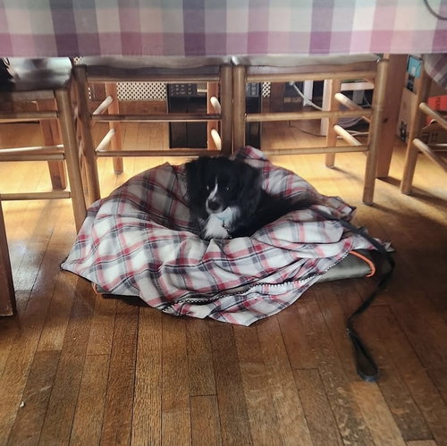 MACY - MAYBE ME? - Pomeranian / Dachshund available for adoption