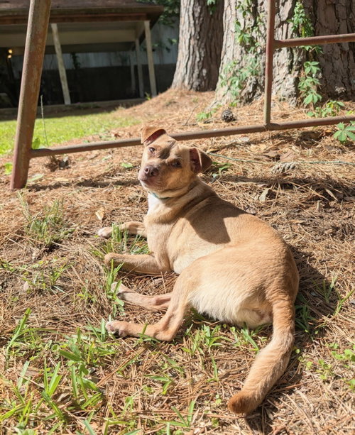 Mr. Brown photo 2