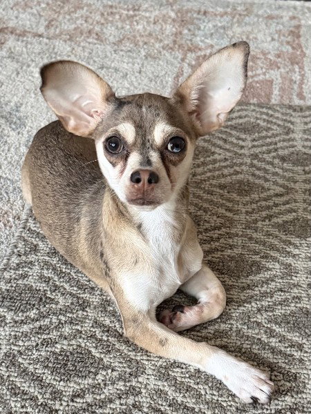 Mia, an adoptable Chihuahua in Oakhurst, NJ