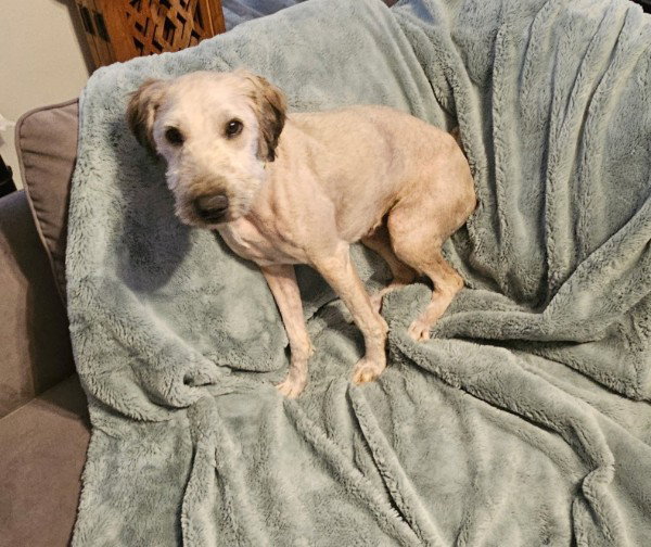 Rocky (poodle)