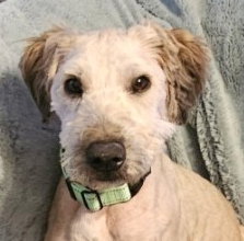 Rocky (poodle)