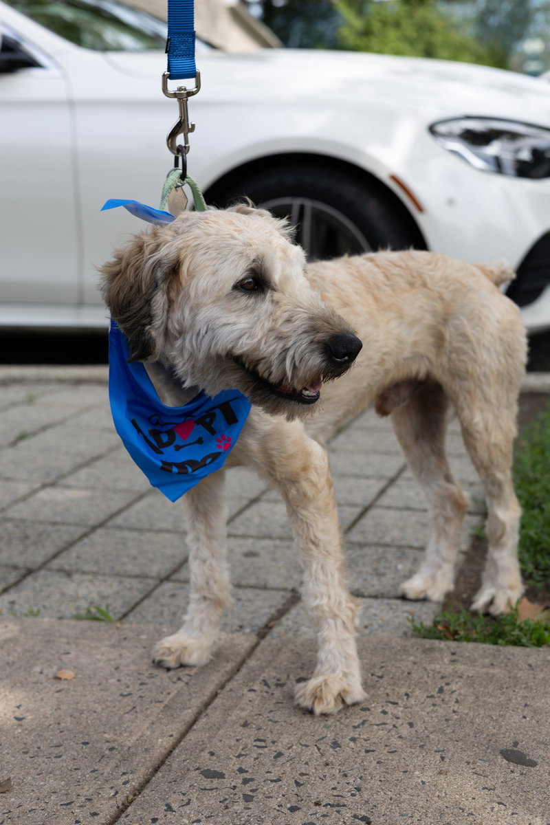 Rocky (poodle)