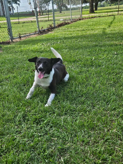 Pepper (RatTer) photo 2