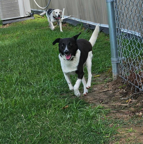 Pepper (RatTer) photo 3