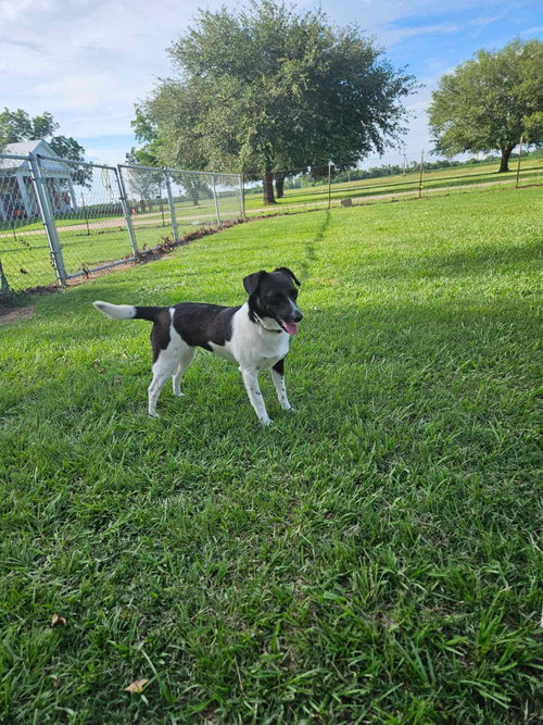 Pepper (RatTer) photo 6