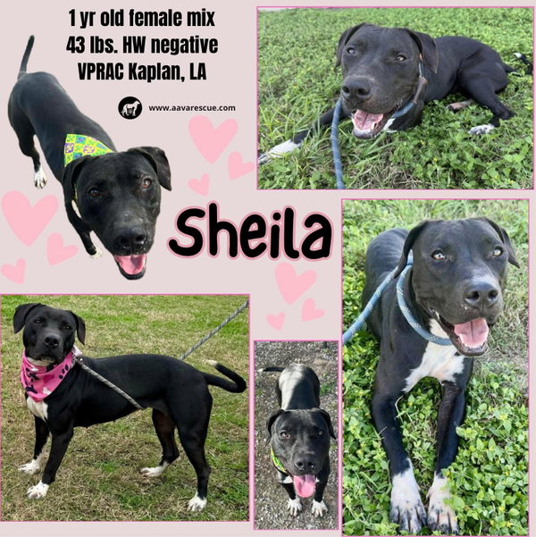 Sheila