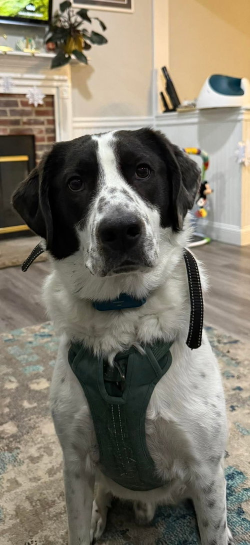Jack, an adoptable Border Collie in Oakhurst, NJ