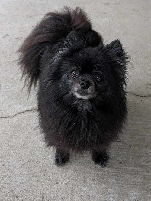 Sport- spunky senior, an adoptable Pomeranian in Oakhurst, NJ