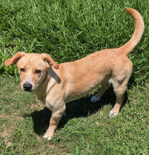 Canela- stubby sweetie