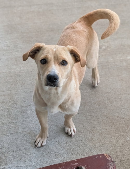 Canela- stubby sweetie photo 4