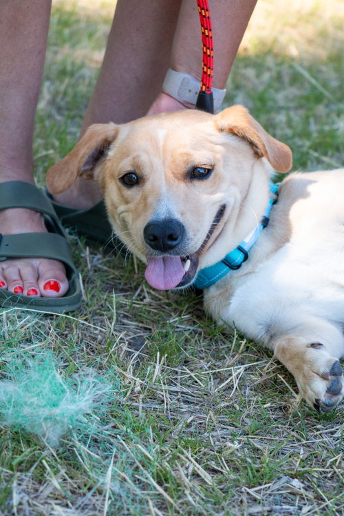 Canela- stubby sweetie photo 2