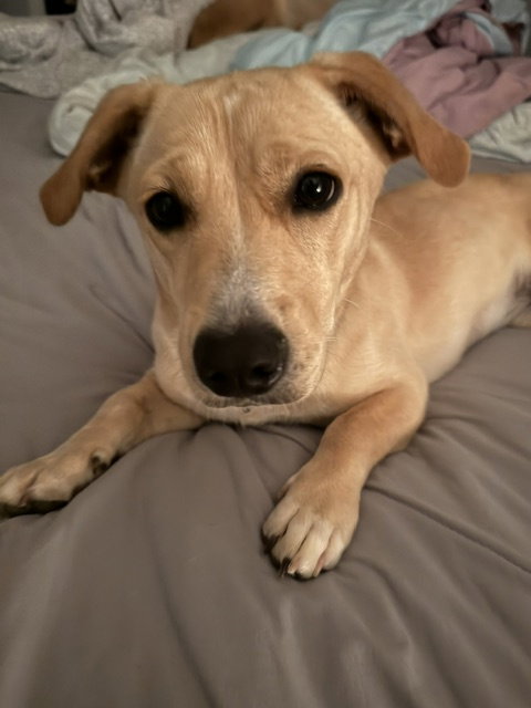 Canela- stubby sweetie