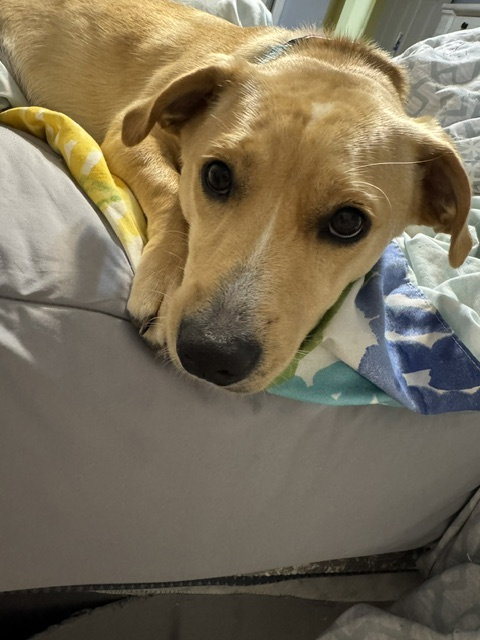 Canela photo 4