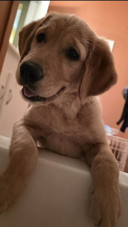 Honey - No More Applications, Please!