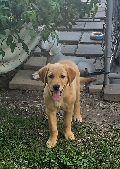 Honey - No More Applications, Please photo 2