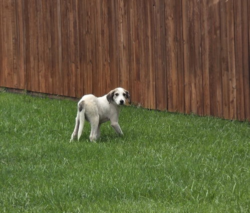Peetie - sweet velcro energy photo 3