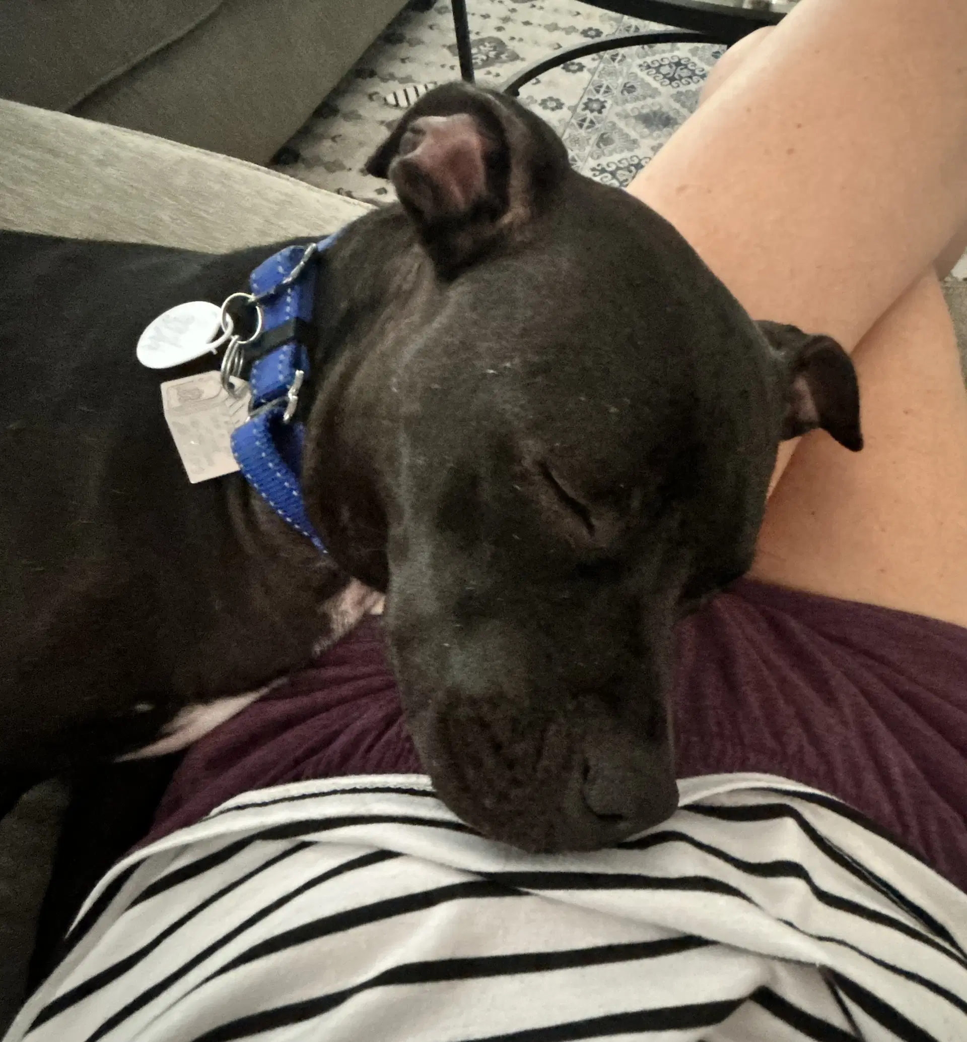 Rosalyn Nka Betty - American Staffordshire Terrier