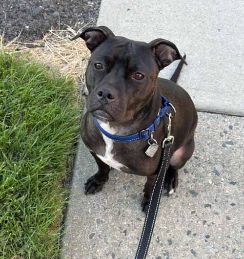 Rosalyn nka Betty, a dog for adoption from Wag On Inn Rescue