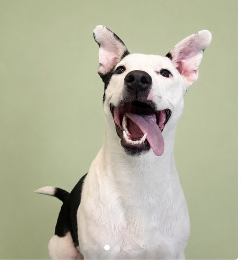Millionaire - cutest ears photo 2