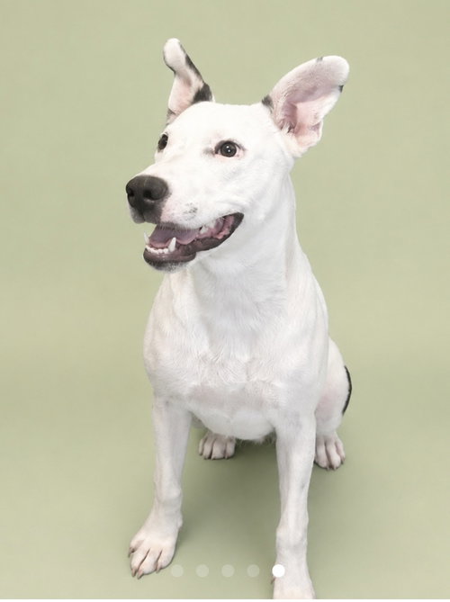 Millionaire - cutest ears photo 3