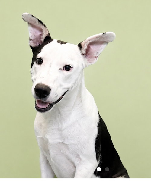 Millionaire - cutest ears photo 4