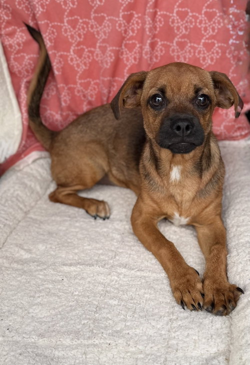 Buttercup (pek/beagle)- pocket sized princess
