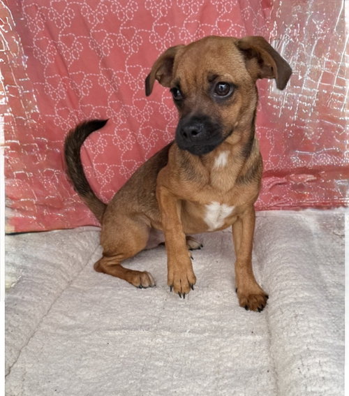 Buttercup - as sweet as her name photo 2