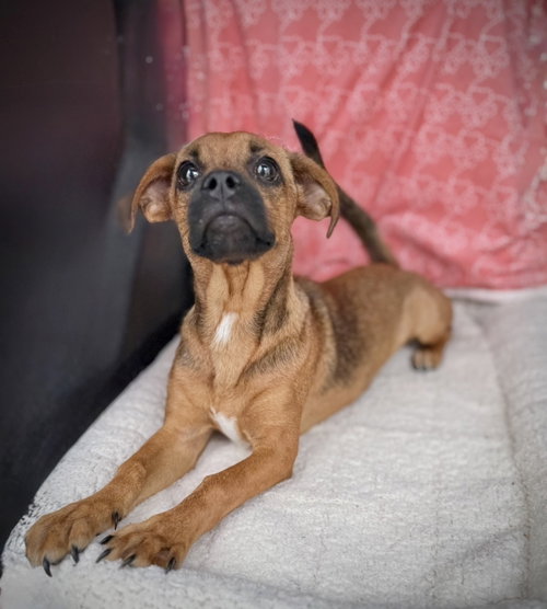 Buttercup - as sweet as her name photo 3